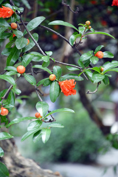 石榴花枝