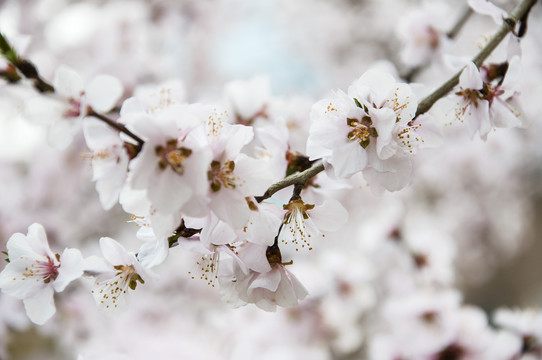 枝上桃花开