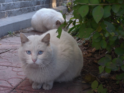 野猫