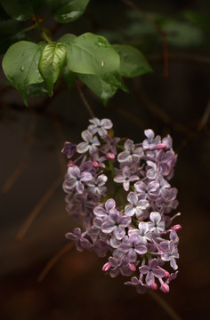 丁香花