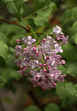 丁香花