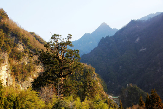 神龙架