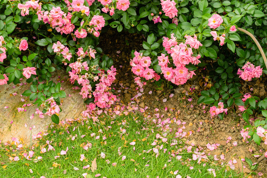 月季花开花落