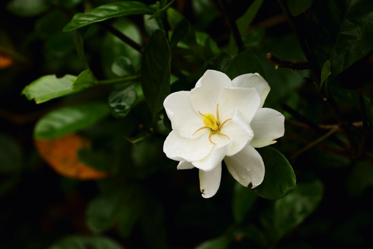 栀子花