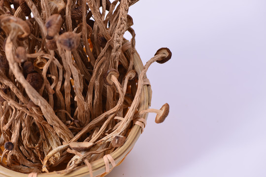 干茶树菇