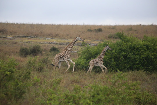非洲大草原长颈鹿