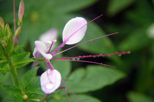 醉蝶花