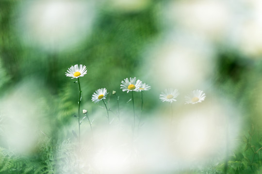 野菊花