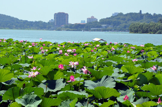 南京玄武湖花花