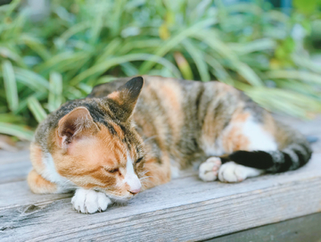 打盹想睡觉的可爱猫咪小憩