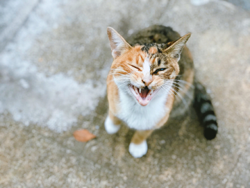 表情狰狞夸张的猫咪摄影