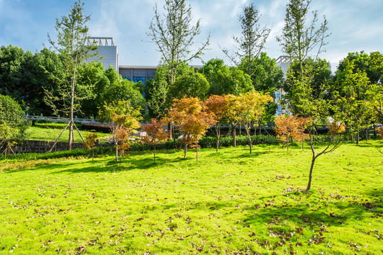 大学校园草地公园