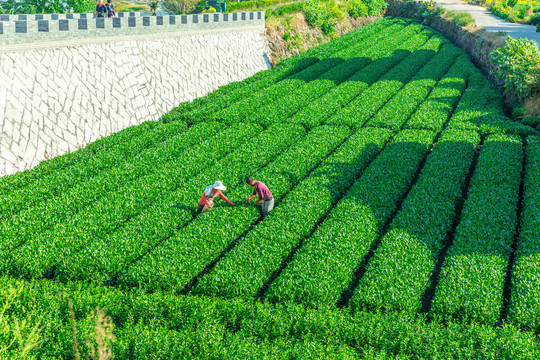 茶山