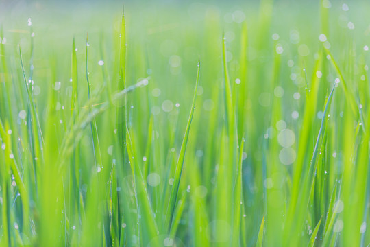 绿植背景墙