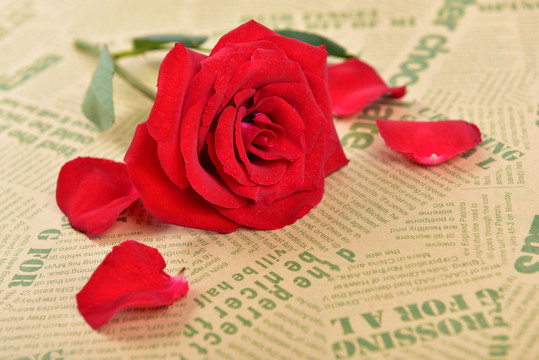 报纸上的玫瑰花