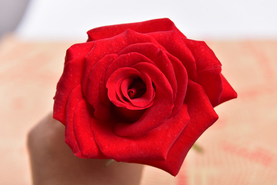 英文报纸上的红色玫瑰花