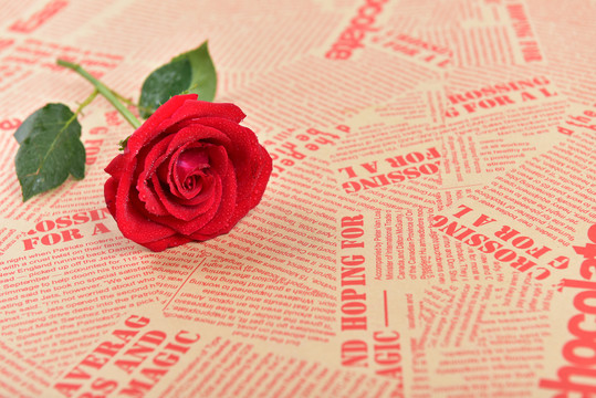 英文报纸上的红色玫瑰花