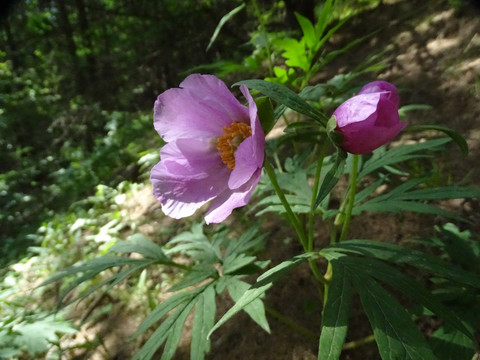 野牡丹