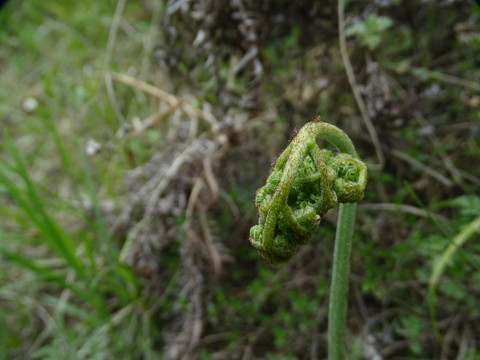 蕨菜