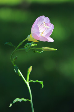 一朵花