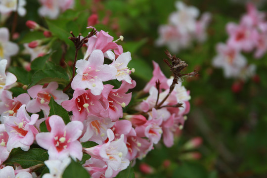 锦带花