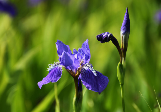 鸢尾花