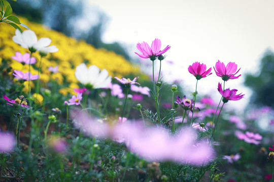 格桑花