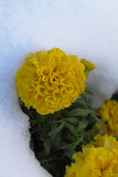 雪中的菊花