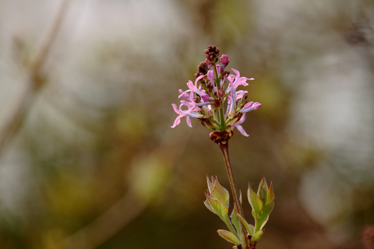 丁香花