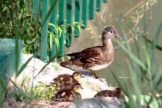 小鸳鸯