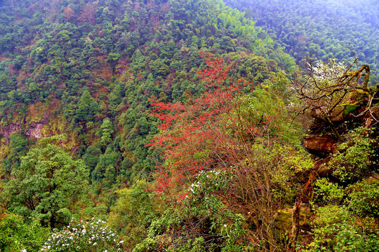 井岗山春色