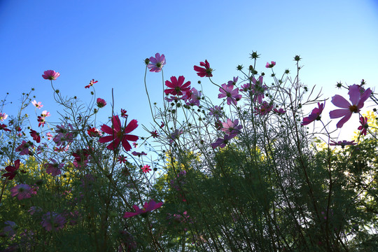 格桑花