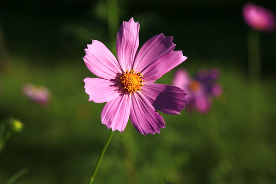 格桑花