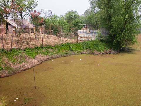 西溪湿地