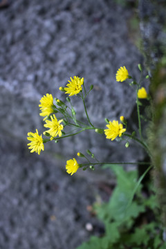 小黄花