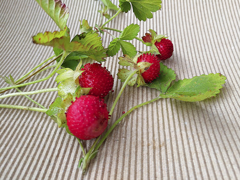 野草莓素材