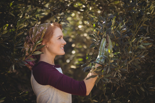 年轻女子在农场从树上摘橄榄