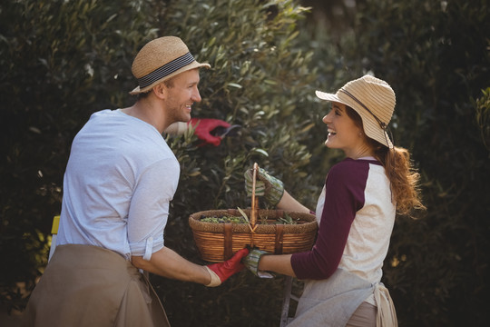 在农场摘橄榄的快乐的年轻夫妇