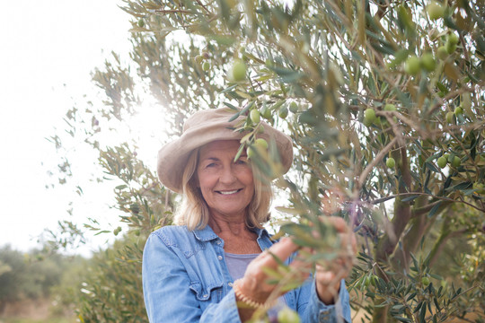 农场里从树上采摘橄榄的女人