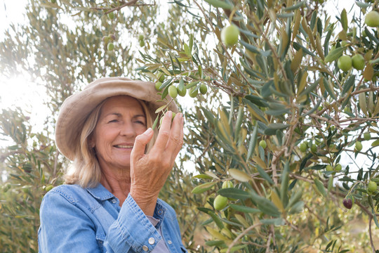 女人在农场从树上收割橄榄