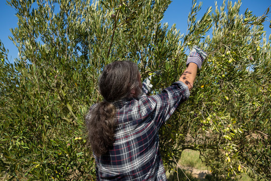 农民从树上采摘橄榄