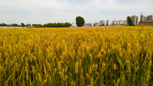 麦田