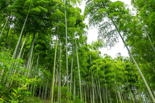 竹林小道