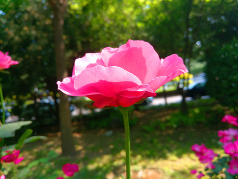 月季花绿化带植物