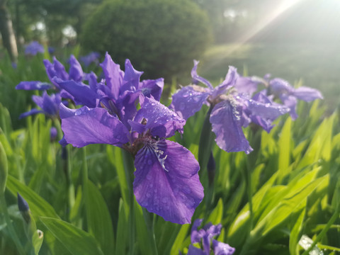 鸢尾花