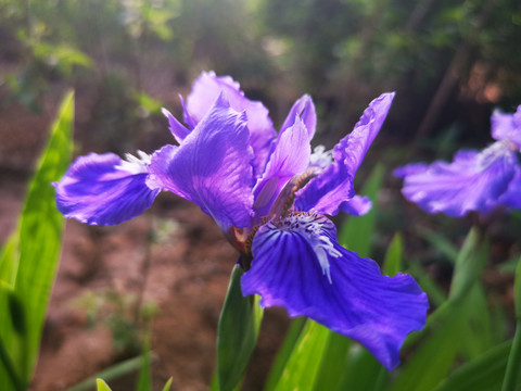 鸢尾花