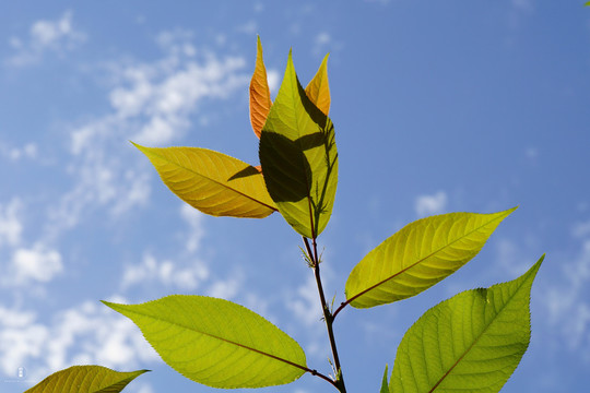 植物背景图唯美清新