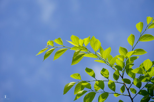 植物背景图唯美清新