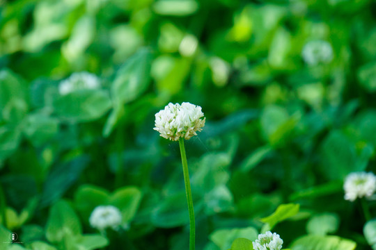 植物背景图唯美清新