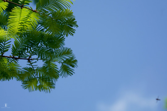 植物背景图唯美清新